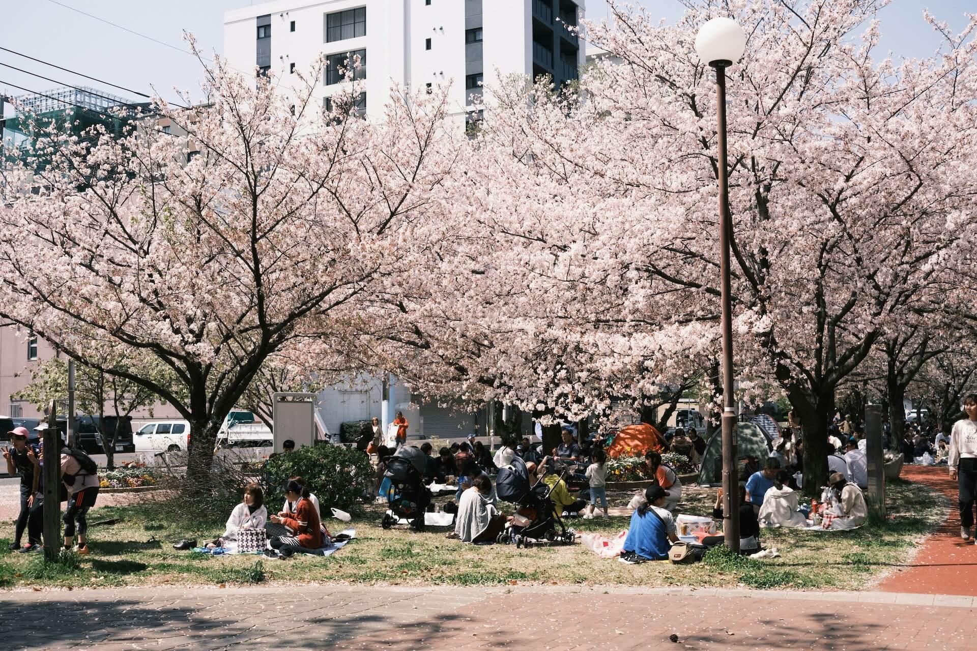 People having picnics and parties under the full bloom of cherry blossoms during Hanami in a park in Japan, with petals scattered around.