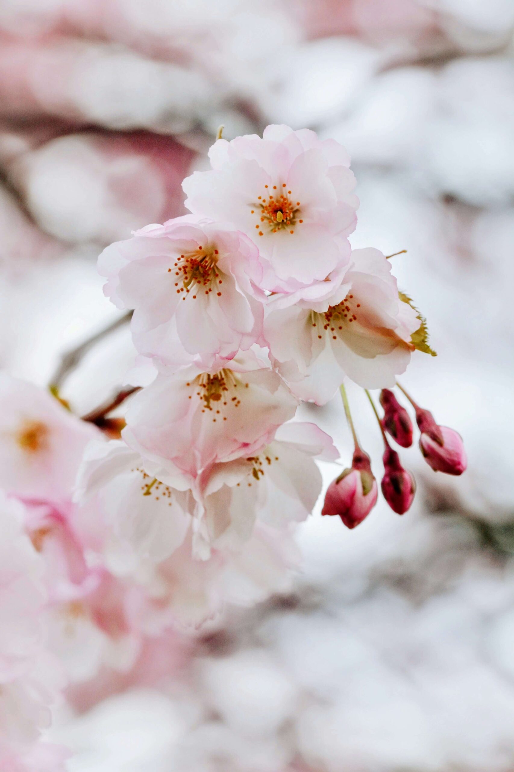 Close-up of cherry blossoms, highlighting the delicate pink petals.