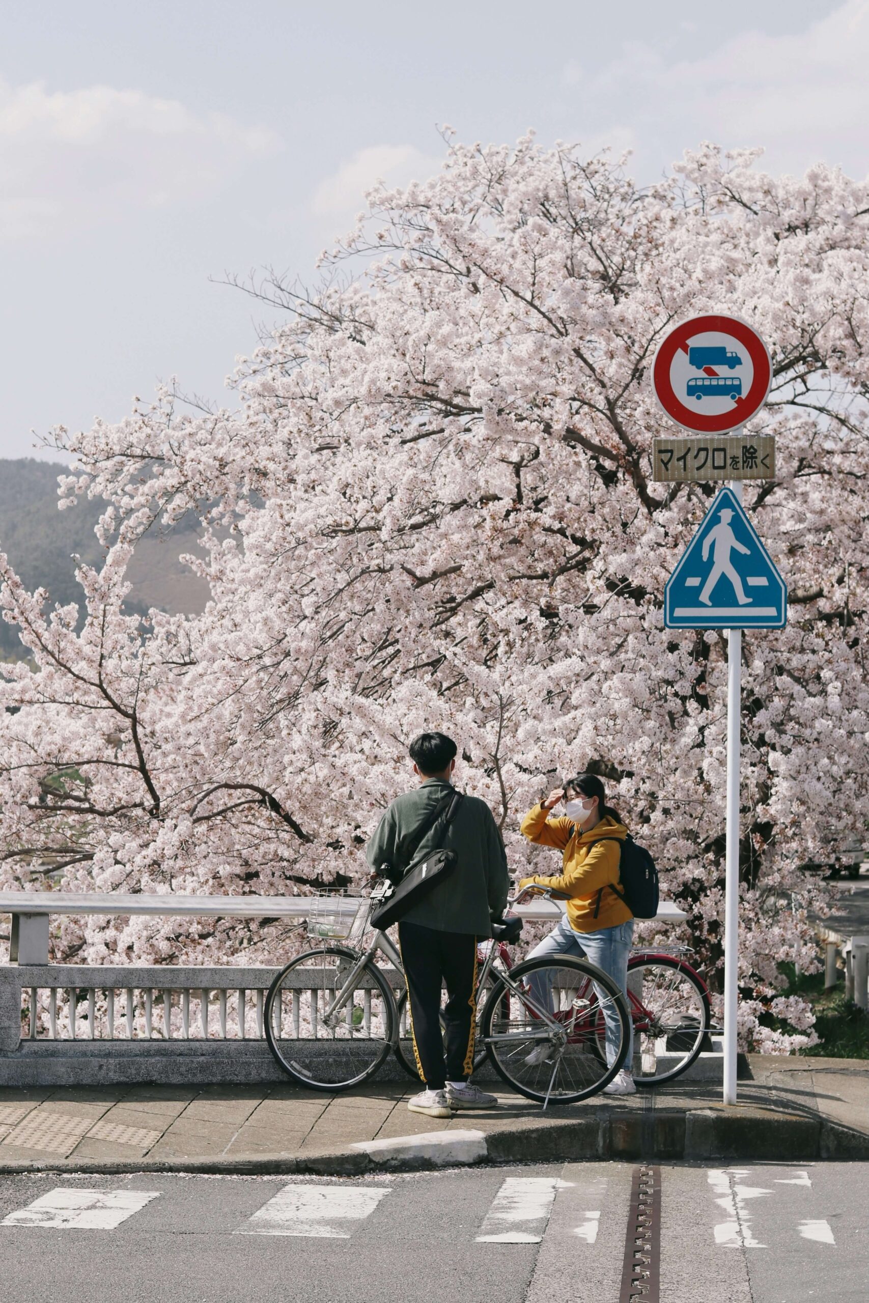 Two people standing by bicycles on a sidewalk, with cherry blossoms in full bloom in the background.