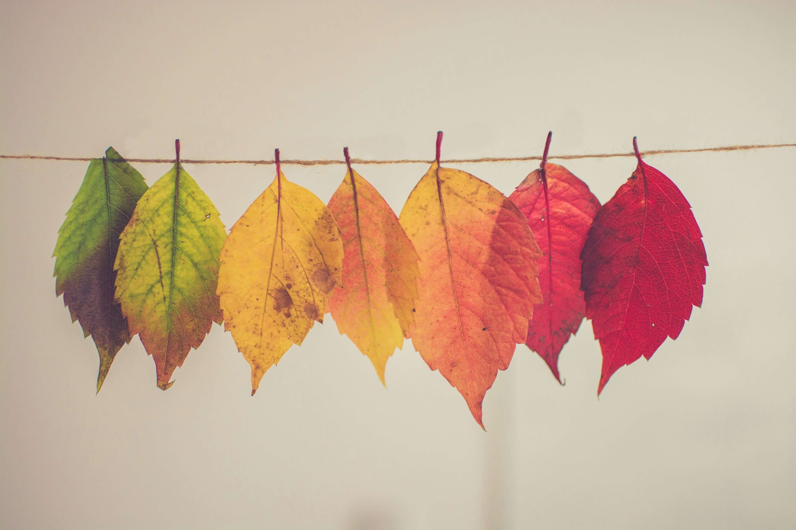 This image represents how Japanese verbs change forms, just like the colors of leaves change.
