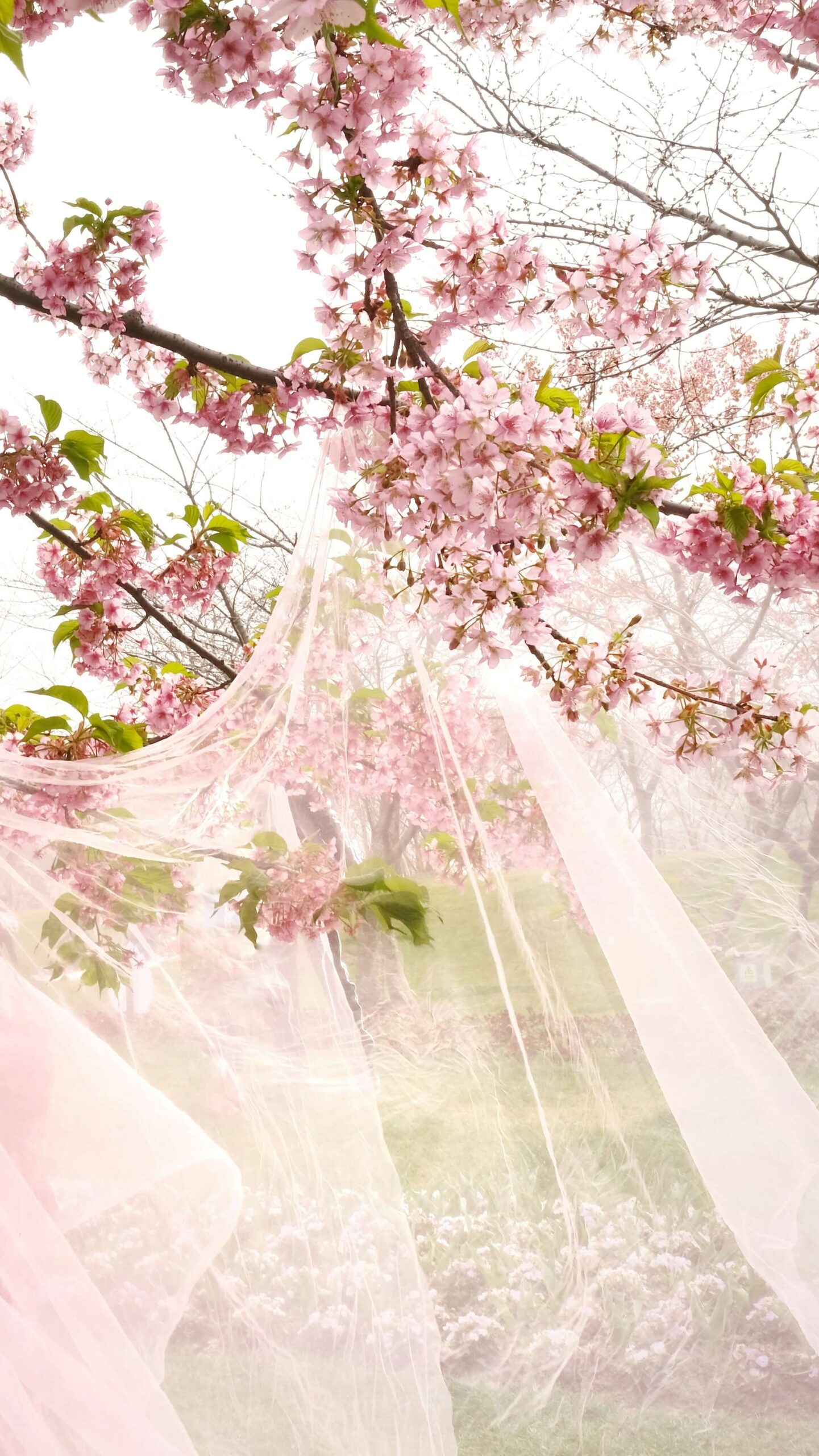 This image features branches of beautiful pink cherry blossoms in full bloom. The petals are a delicate pink, and a sheer, veil-like fabric is draped over them, creating a dreamy atmosphere. In the background, other cherry trees and spring greenery can be seen, with soft light filtering through. This image exemplifies "beautiful flowers," demonstrating the attributive use of adjectives.
