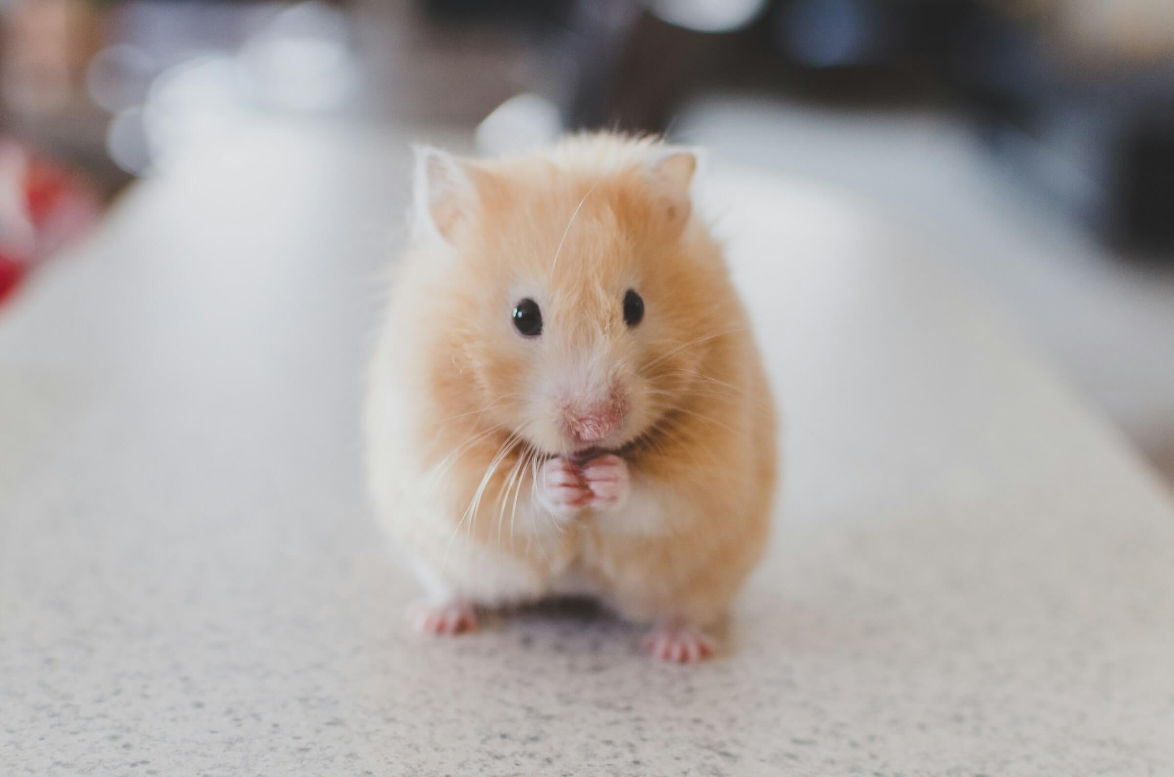  A cute hamster standing on a surface, holding its tiny paws together as if making a polite request. This image represents the Japanese grammatical structure "-てください" (-te kudasai), used to make polite requests.
