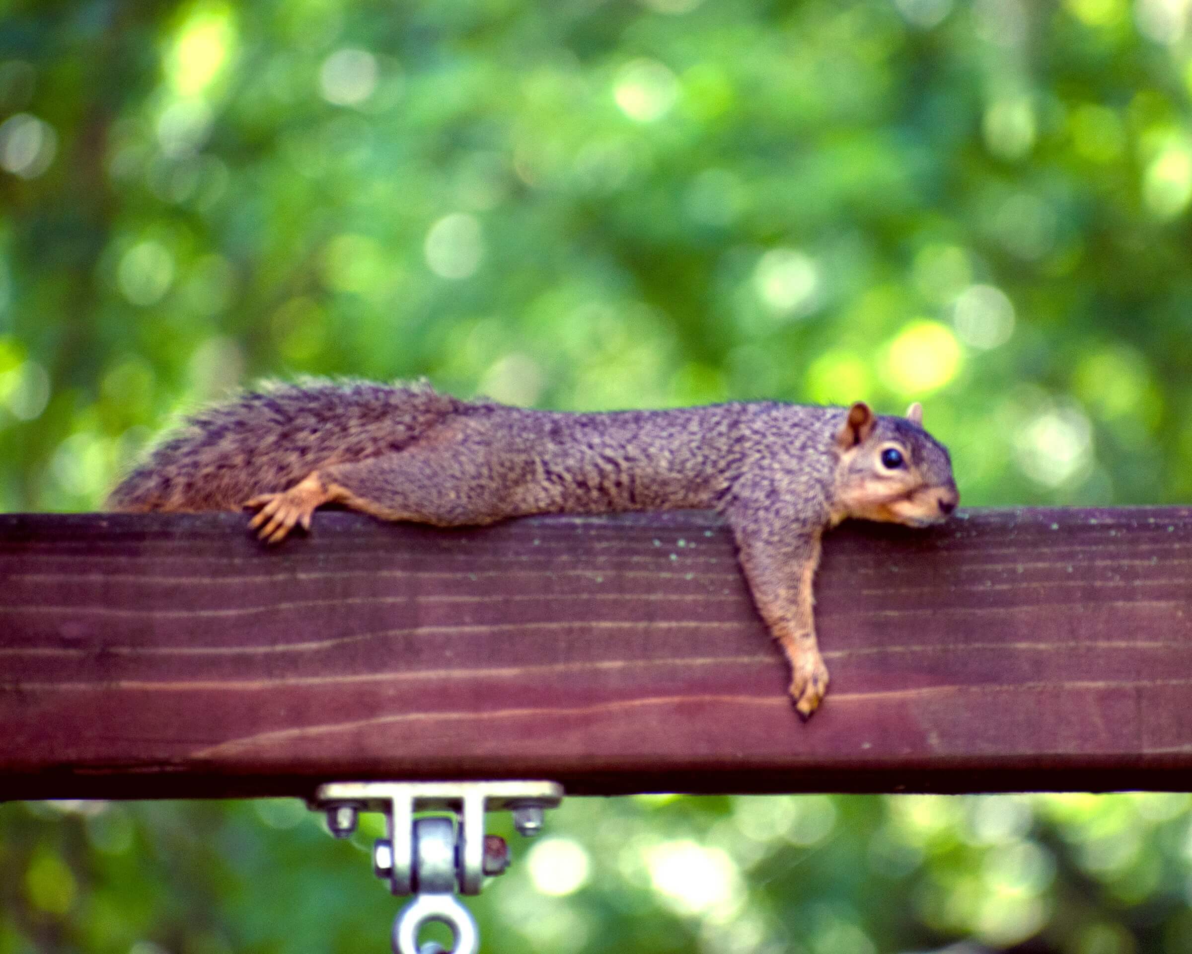 This image represents the concept of "すぎる" (sugiru) for "too much." It shows a squirrel lying stretched out on a beam, illustrating that it is "too hot" (暑すぎる).
